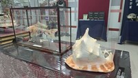 Pameran Akuatik & Marin