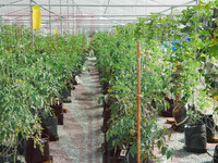 LADANG SAYUR