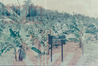 Kebun Pisang