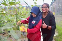 PELAJAR SK KAMPUNG BARU RAIKAN KEJAYAAN AGRISTEM MELALUI PENUAIAN GOLDEN MELON