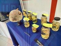 PAMERAN AKUATIK DAN MARIN