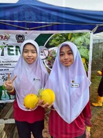 PELAJAR SK KAMPUNG BARU RAIKAN KEJAYAAN AGRISTEM MELALUI PENUAIAN GOLDEN MELON