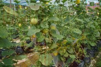 PELAJAR SK KAMPUNG BARU RAIKAN KEJAYAAN AGRISTEM MELALUI PENUAIAN GOLDEN MELON