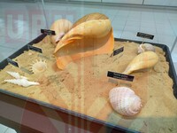 PAMERAN AKUATIK DAN MARIN