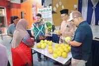 PELAJAR SK KAMPUNG BARU RAIKAN KEJAYAAN AGRISTEM MELALUI PENUAIAN GOLDEN MELON