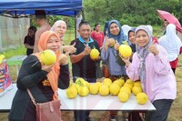 PELAJAR SK KAMPUNG BARU RAIKAN KEJAYAAN AGRISTEM MELALUI PENUAIAN GOLDEN MELON
